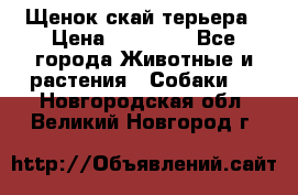 Щенок скай терьера › Цена ­ 20 000 - Все города Животные и растения » Собаки   . Новгородская обл.,Великий Новгород г.